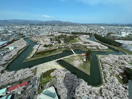 Nature’s Art: The Enchantment of Sakura in Hakodate